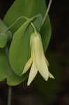 Perfoliate bellwort